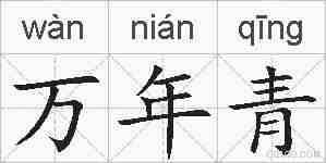 万年青的拼音