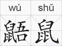 鼯鼠的拼音