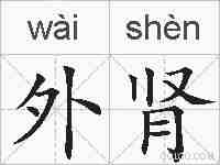 外肾的拼音
