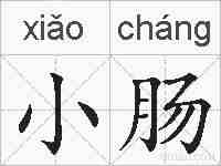 小肠的拼音
