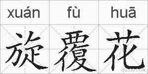 旋覆花的拼音