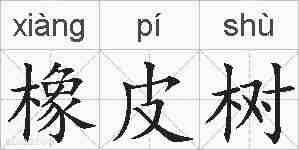 橡皮树的拼音