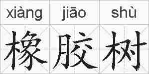 橡胶树的拼音
