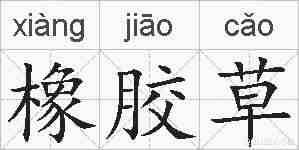 橡胶草的拼音