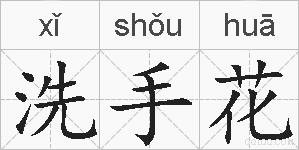 洗手花的拼音