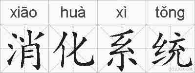 消化系统的拼音
