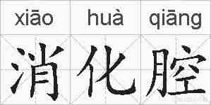 消化腔的拼音