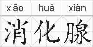 消化腺的拼音