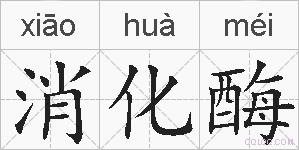 消化酶的拼音