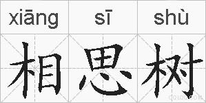 相思树的拼音