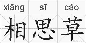 相思草的拼音
