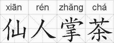 仙人掌茶的拼音