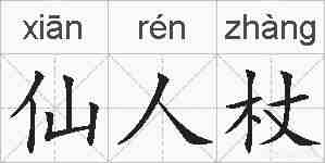 仙人杖的拼音