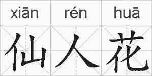 仙人花的拼音