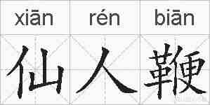 仙人鞭的拼音