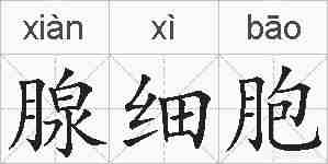 腺细胞的拼音