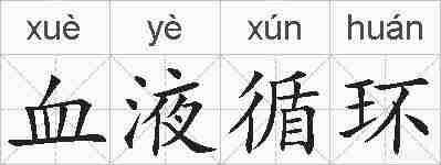 血液循环的拼音