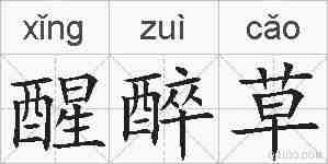 醒醉草的拼音