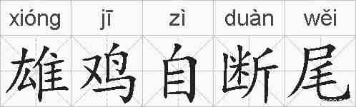 雄鸡自断尾的拼音