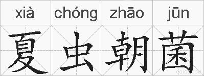 夏虫朝菌的拼音