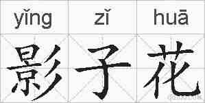 影子花的拼音