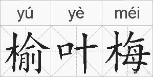 榆叶梅的拼音