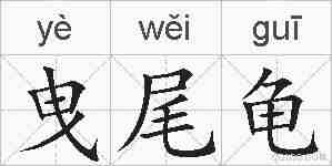 曳尾龟的拼音