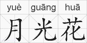 月光花的拼音