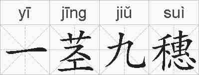一茎九穗的拼音