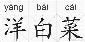 洋白菜的拼音