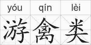 游禽类的拼音