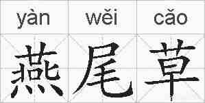 燕尾草的拼音