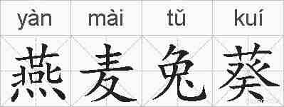 燕麦兔葵的拼音