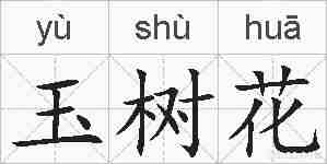 玉树花的拼音