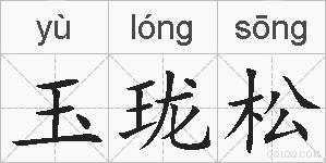 玉珑松的拼音