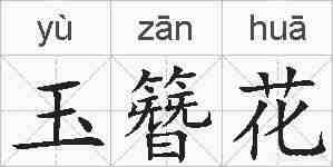 玉簪花的拼音