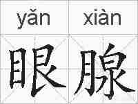 眼腺的拼音