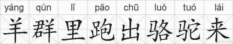 羊群里跑出骆驼来的拼音