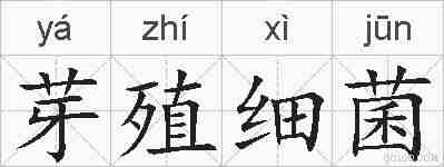芽殖细菌的拼音