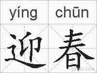 迎春的拼音