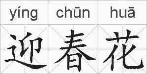 迎春花的拼音