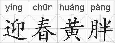 迎春黄胖的拼音