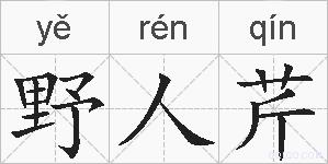 野人芹的拼音