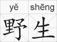 野生的拼音