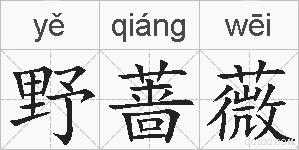 野蔷薇的拼音