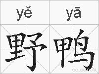 野鸭的拼音