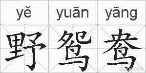 野鸳鸯的拼音