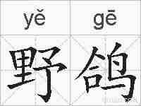 野鸽的拼音