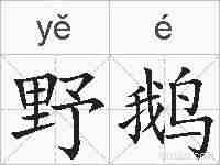 野鹅的拼音
