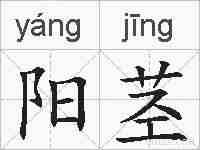 阳茎的拼音